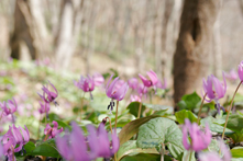 Dogtooth violet