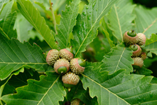 Acorns (from water oaks)