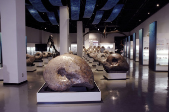 Giant ammonites from Hokkaido