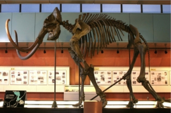 Restored mammoth skeleto