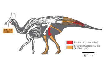 Figure of Olorotitan, a relative of the Hobetsu dinosaur