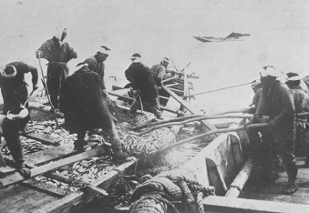 Herring fishing off the coast of Furubira in the Meiji era