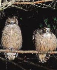 Blakiston’s fish owl