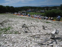 Restored shell midden. Deer skulls are also placed inside it