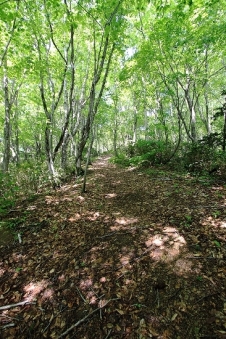 Utasai Beech Forest