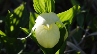 Rebun lady’s slipper orchid (Cypripedium macranthum var. rebunense)