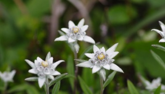 Rebun-usuyuki-so (Leontopodium discolor)