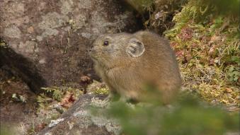 Pikas