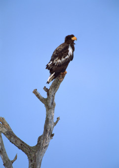 Steller’s sea eagles