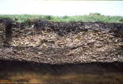 The maximum cross section of Higashikushiro Shell Midden reaches roughly 1 m