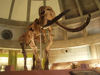 Restored Naumann elephant skeleton model