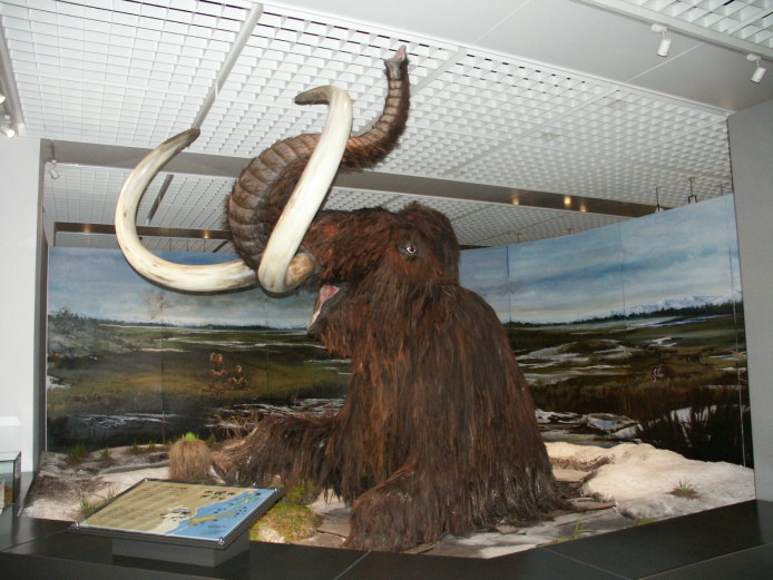 マンモスゾウ復元模型