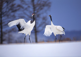 Red-crowned cranes